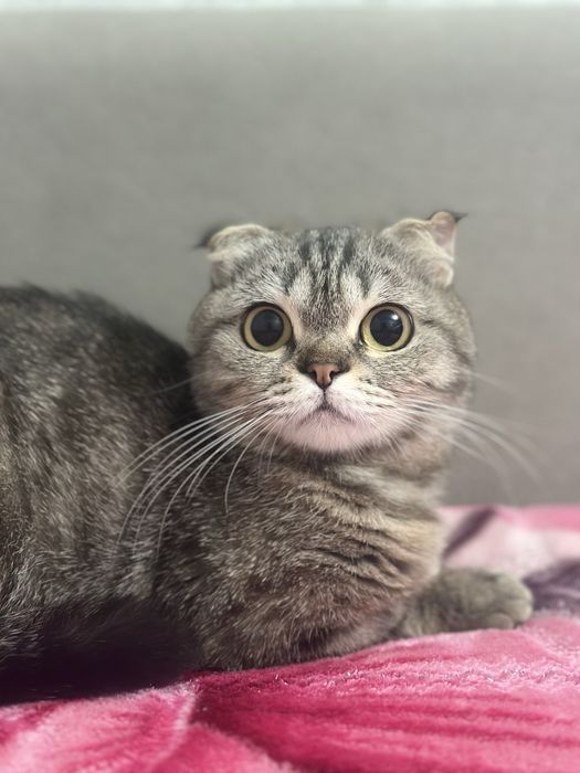 Отдам кошку в добрые руки