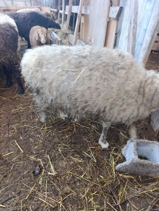 Матка монгольская с ягненкам