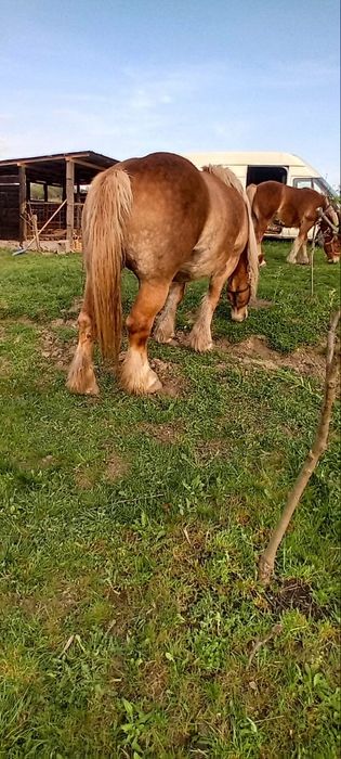 Vând Iapă de 4 ani
