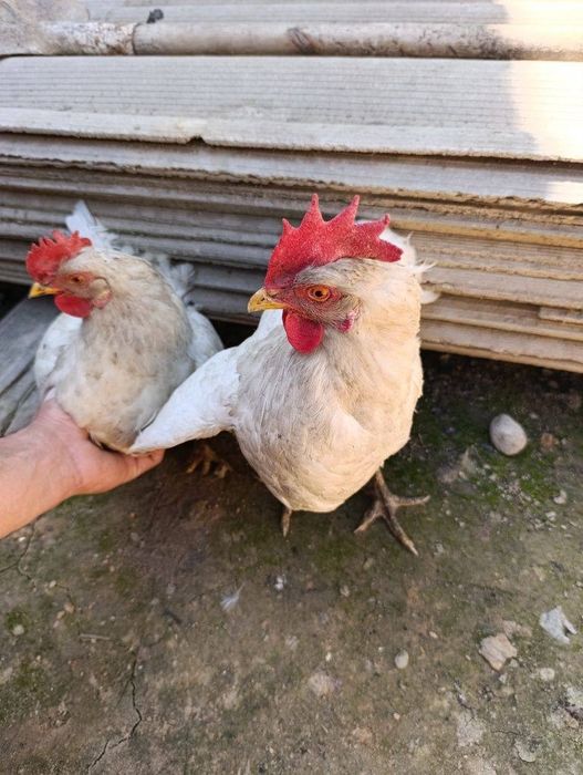 Домашние курицы несушки