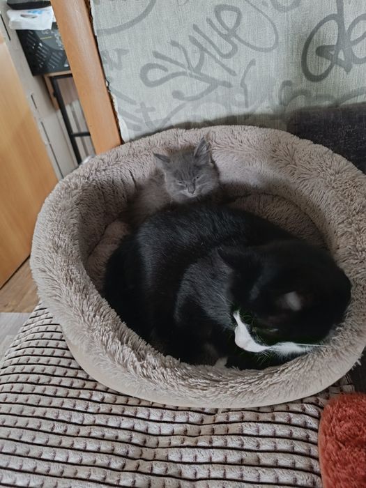 Ищет дом кошечка