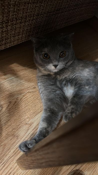 Отдам кошечку в хорошие руки