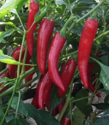 Vand boia dulce 2025 Apateu