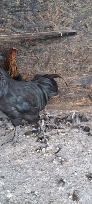 Ayam cemani  disponibili