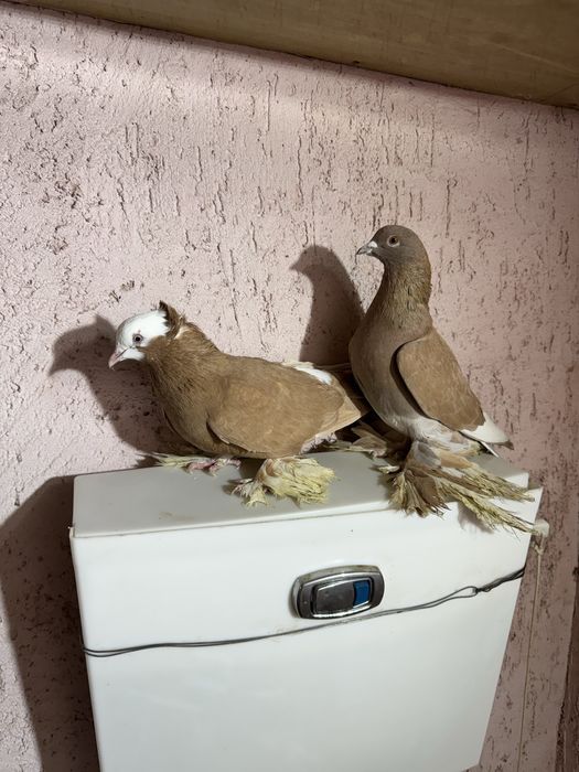 Продам голубей  разных