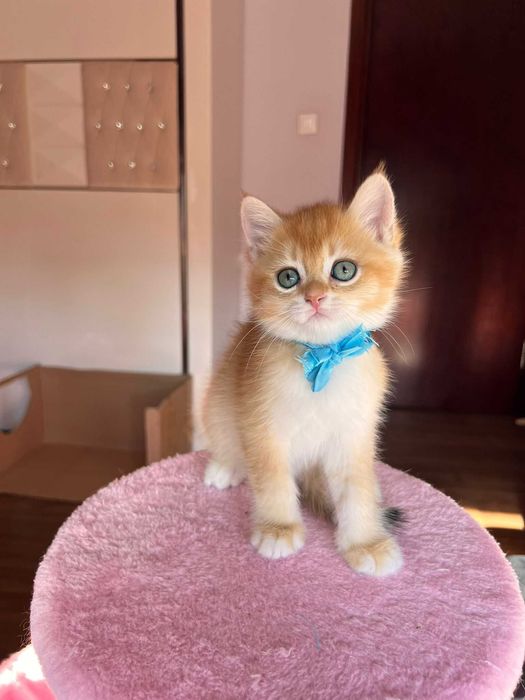 Băiețel iubitor british shorthair golden chinchilla!