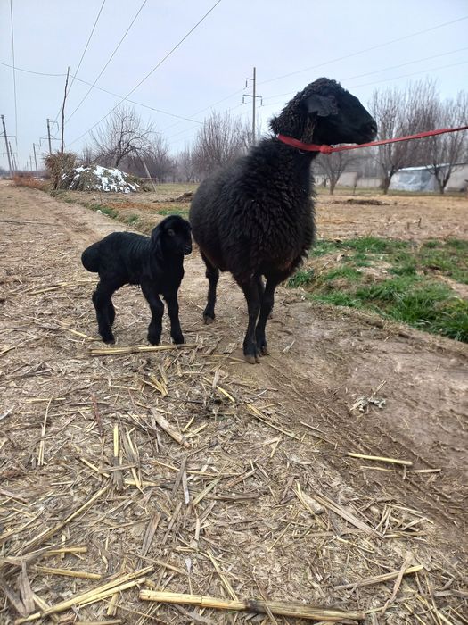 Ona bola sovliqlar sotiladi