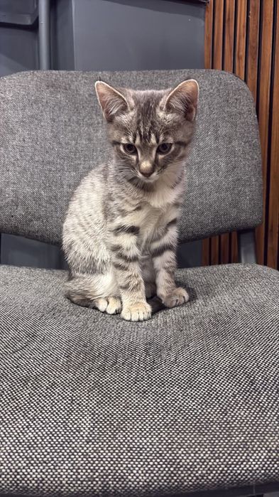 Котенок 2 месяца в добрые руки