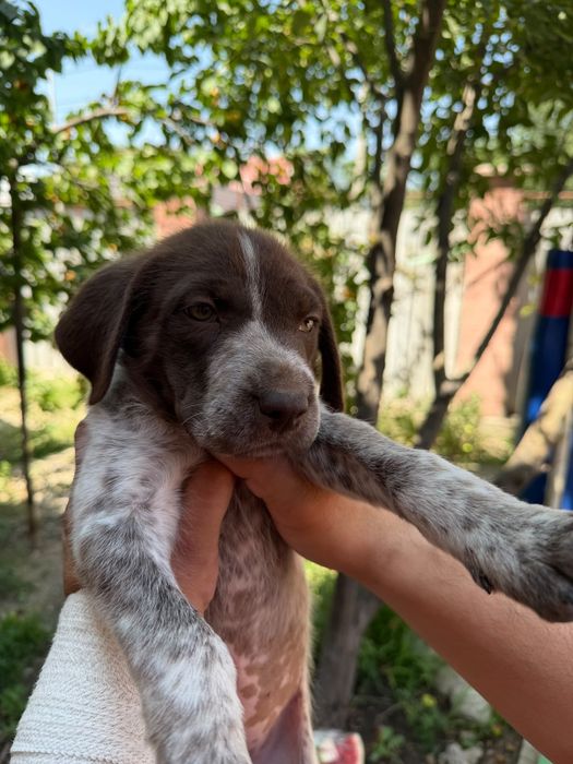 Продам охотнечего щенка