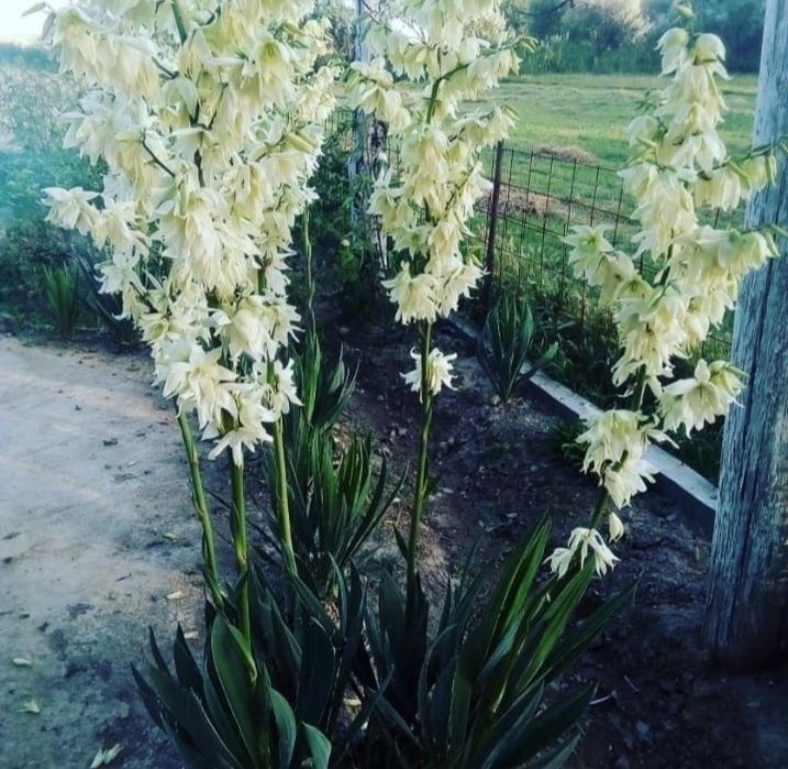 Цветы,  ЮККА,  многолетный