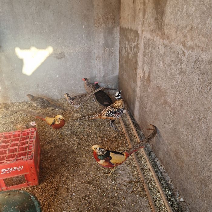 Fazani tenebros,comuni și ornament