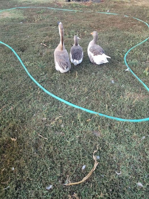 Gaste la schimb cu alte pasari