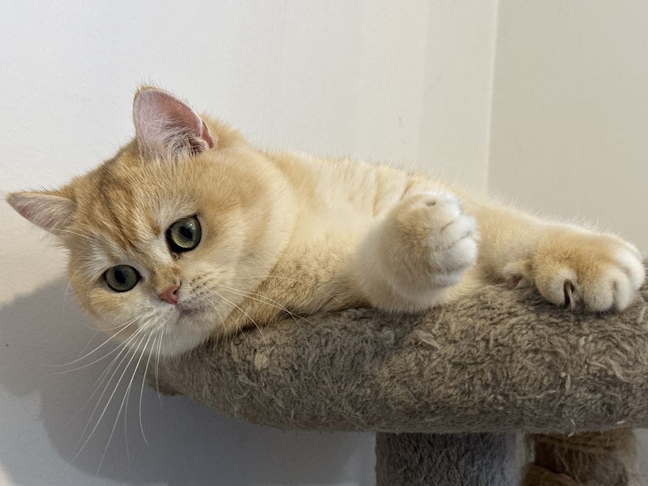 Fetita superba british shorthair golden. Pedigree WCF!