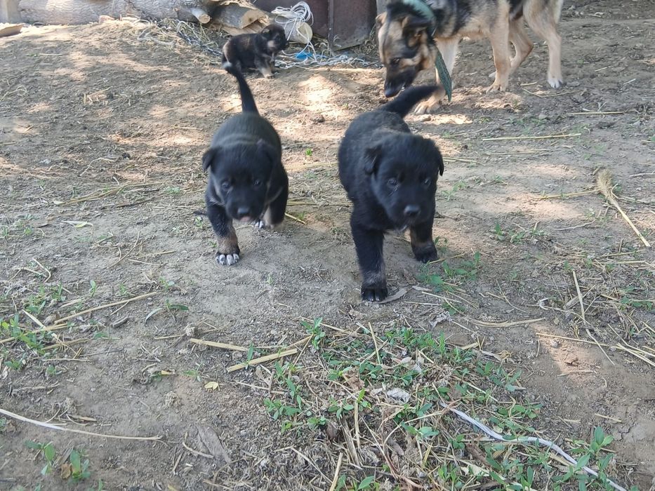 Продам щенят немецкой овчарки