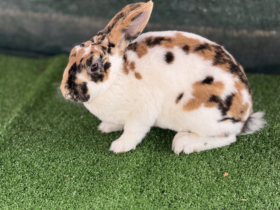 Продавам зайците на снимките от породата Рекс