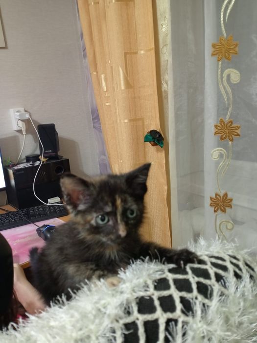 Отдам котенка девочка