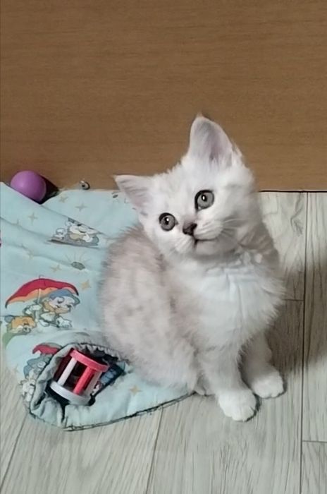 Скоттиш страйт. Мальчик.