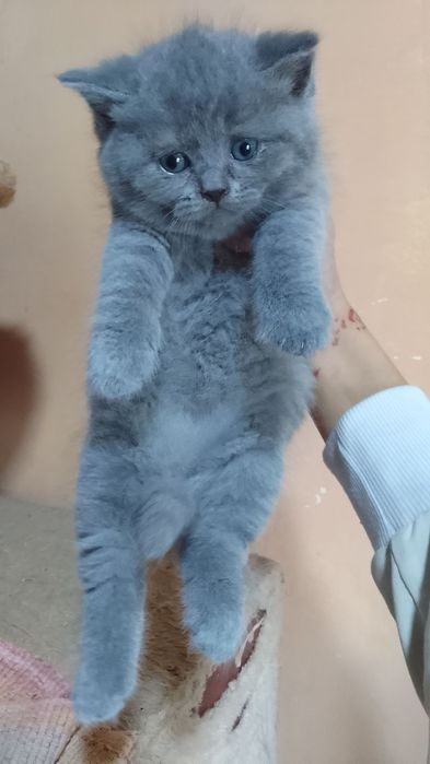 Sotiladi oʻyin qaroq latok biladi bomboqch