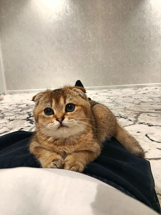 Британский золотой шиншилла