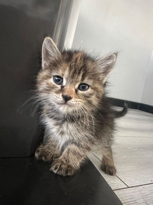 Котята мальчики