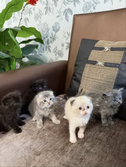 Породистые шотландские котята