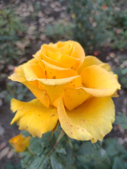 Нарцысс , клематис, розы,гибискус, ирис, ромашка,