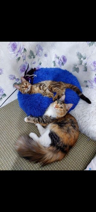 Продам милых котят