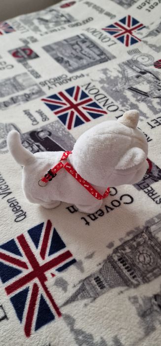 Lot cățeluși drăguți