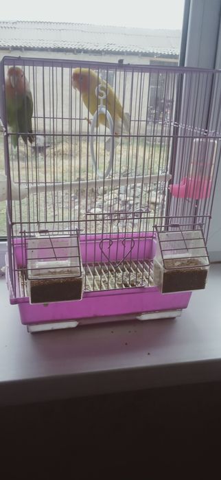 Папугай неразлучник