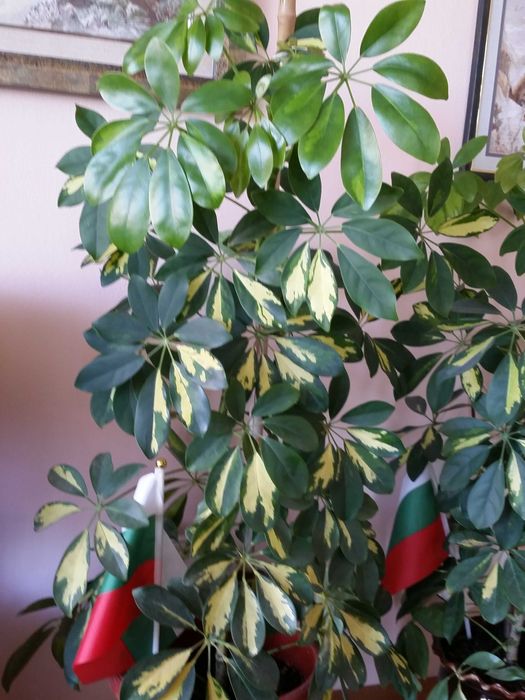 Две разкошни шарени шефлери и два бенджамина