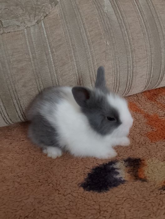 Декоративные кролики