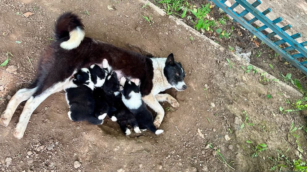 Продам щенки от лайки срочно