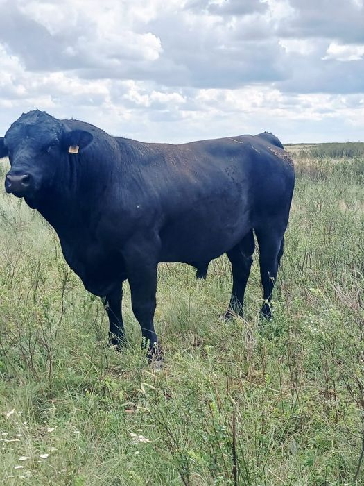 Продам 15 коров породы Ангус