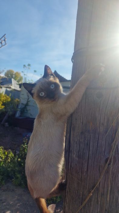 Отдам котят в хорошие руки