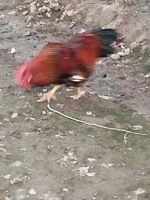 Jaydari Xoʻroz sotiladi