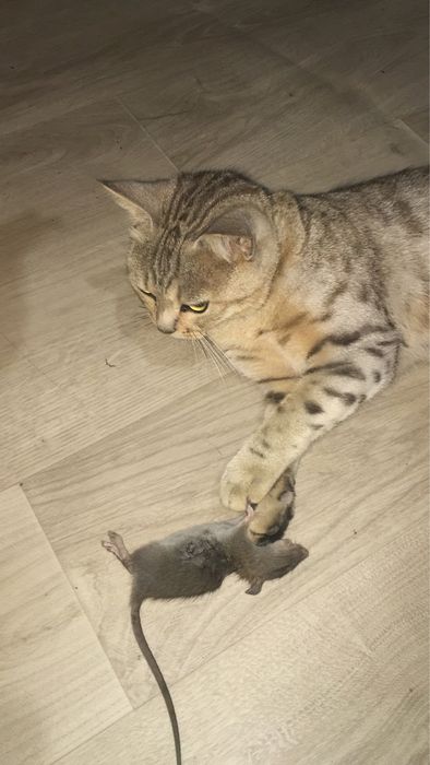 Ищем кота на вязку