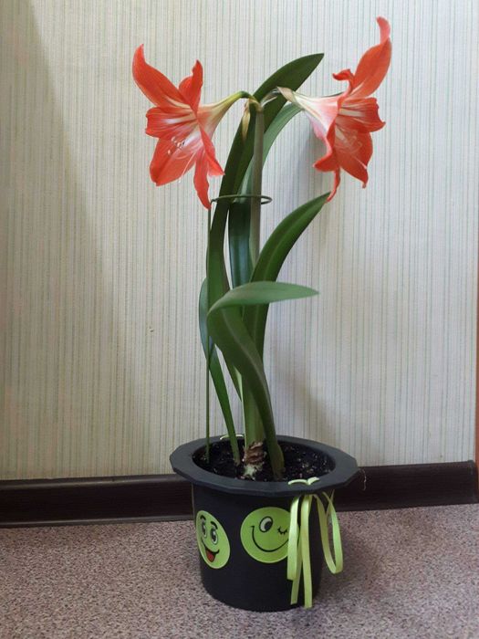 комнатные цветы гиппеаструм красный