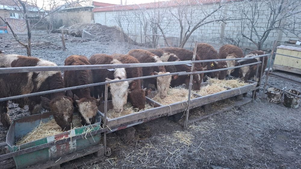 Бычки белоголовые