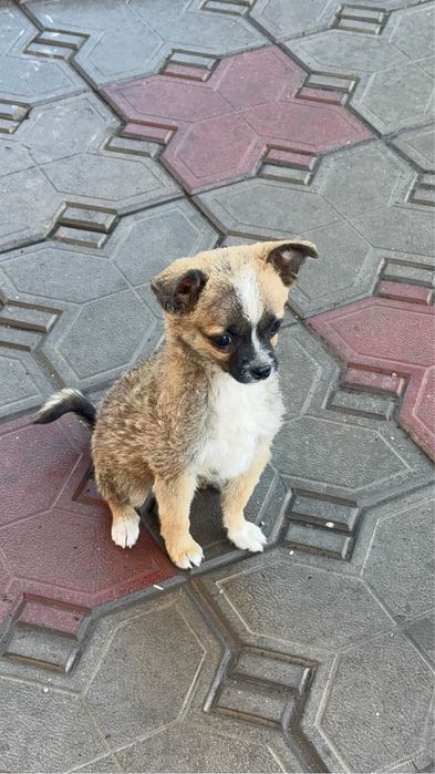 Чихуахуа кабель