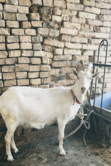 Ешкі сатылады бағасы 120к