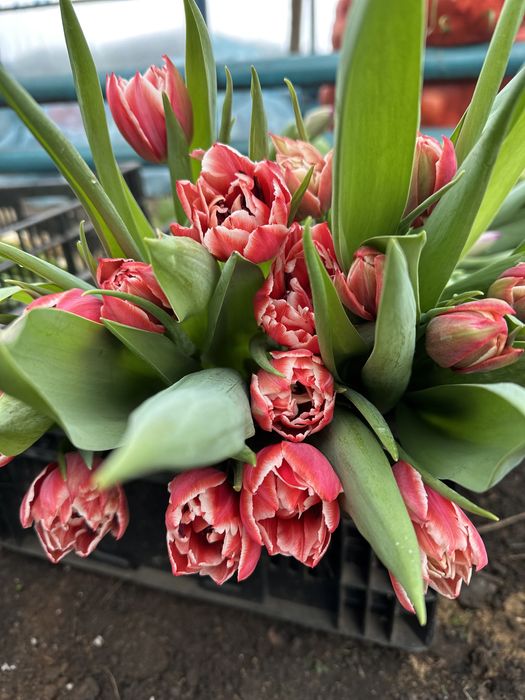 Тюльпаны оптом и в розницу