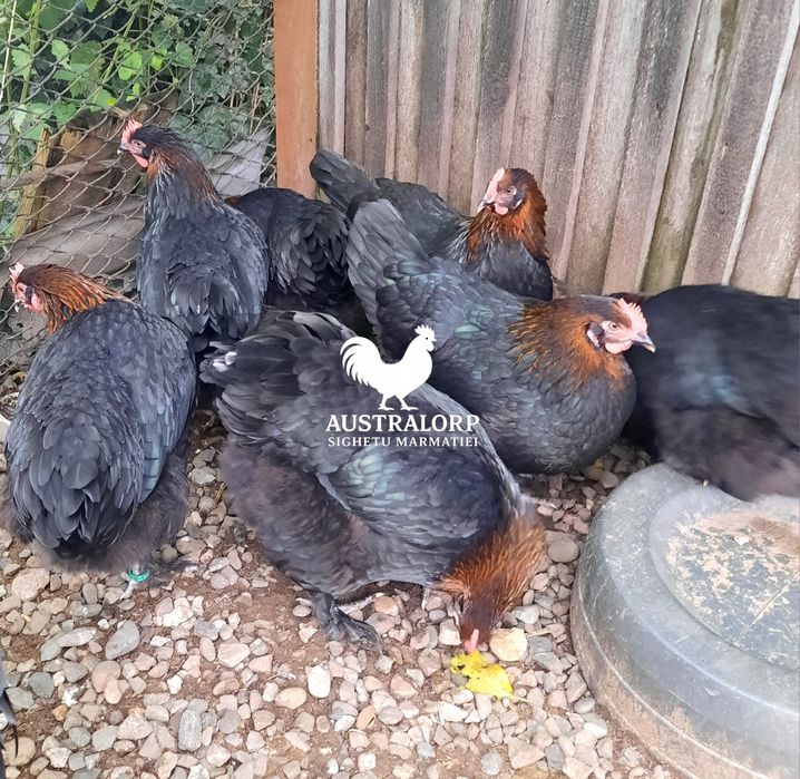 Rezervare pui Australorp și Marans
