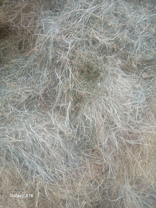 Tayyor pichan o'tlar