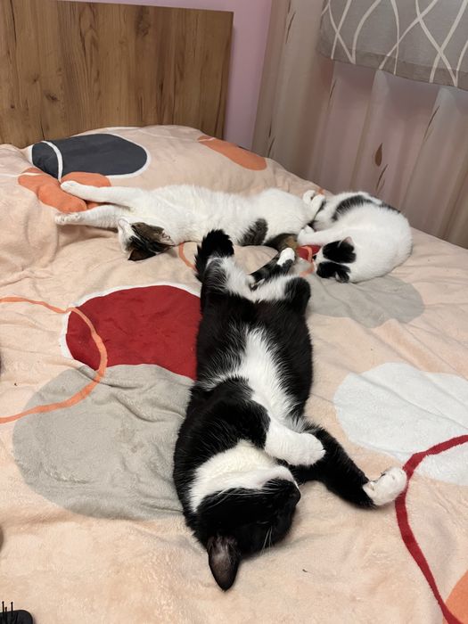 Pet Sitter/Dog Walker Medic Veterinar Bucuresti