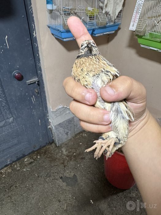 Sayroqi Italiya bedanalari xurozlari, makyonlari, tuxumlari, jujalari