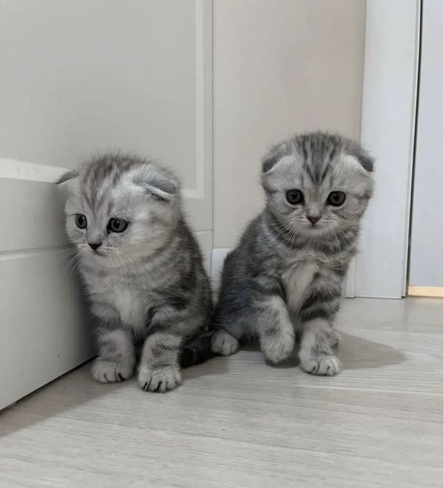 Шотландские вислоушки мрамор на серебре!