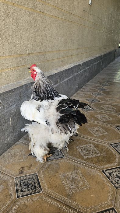 Brama xo'rozlari sotiladi