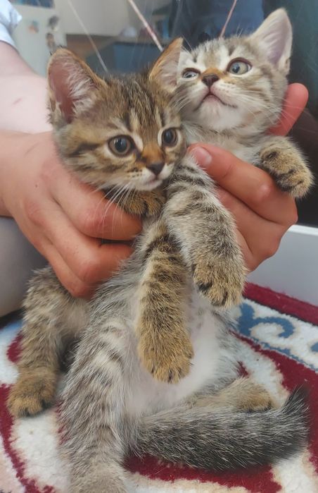 Шотландские котята девочки