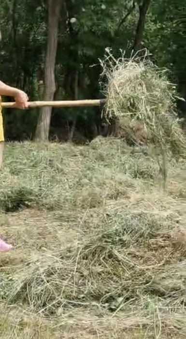 Vand fan-pastrat in fanar in condiții exelente