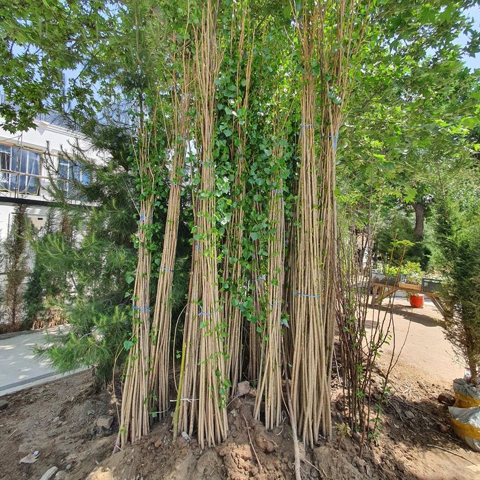 Каштан Липа Лола Чинор  Терак Дупь  Килён дарахтлари бор достовка бор